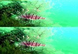 ТВ Кораллы 3Д: Магия Индо-Тихоокеании в 3Д / Corals 3D: Magic of the Indo-Pacific 3D (2012) - cцена 2