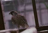 Фильм Власть страха / The Bone Collector (2000) - cцена 9