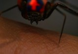 Фильм Человек-паук: Трилогия / Spider-Man: Trilogy (2002) - cцена 2