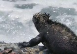 Сцена из фильма Необычная природа экватора / Equator's Wild Secrets (2019) Необычная природа экватора сцена 2
