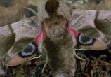 ТВ Трилогия: 	Микрокосмос, Птицы, Океаны / Trylogy: Microcosmos, Winged Migration, Oceans (1996) - cцена 2