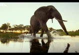 Фильм Вдоль по Окаванго / Into the Okavango (2018) - cцена 5