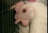 ТВ Познакомьтесь с вашим мясом / Meet your meat (2002) - cцена 3
