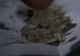ТВ BBC: Horizon. Канабис (Конопля): вредная трава? / BBC Horizon. Canabis: The Evil Weed? (2009) - cцена 2