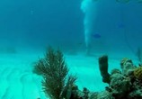 ТВ BBC. Эволюция жизни / BBC. Journey of Life (2005) - cцена 2