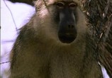 ТВ BBC Жизнь животных: Леопард / BBC The Wildlife Specials: Leopard (1999) - cцена 1