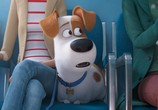 Мультфильм Тайная жизнь домашних животных 2 / The Secret Life of Pets 2 (2019) - cцена 2