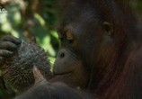Сцена из фильма Необычная природа экватора / Equator's Wild Secrets (2019) Необычная природа экватора сцена 12