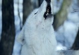 Фильм Выживая с волками / Survivre avec les loups (2007) - cцена 3