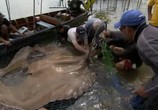 ТВ Discovery Channel: Animal Planet: Речные монстры / River monsters (2009) - cцена 4