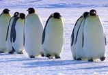 ТВ BBC: Шпионы в дикой природе / Spy in the Wild (2017) - cцена 6