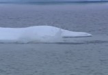 ТВ BBC: Белый медведь - Шпион во льдах / BBC: Polar Bear - Spy on the Ice (2010) - cцена 3