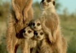 ТВ BBC. Эволюция жизни / BBC. Journey of Life (2005) - cцена 1