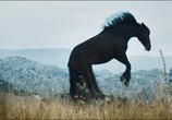 Фильм Восточный ветер 3: Наследие Оры / Ostwind 3: Aufbruch nach Ora (2017) - cцена 1